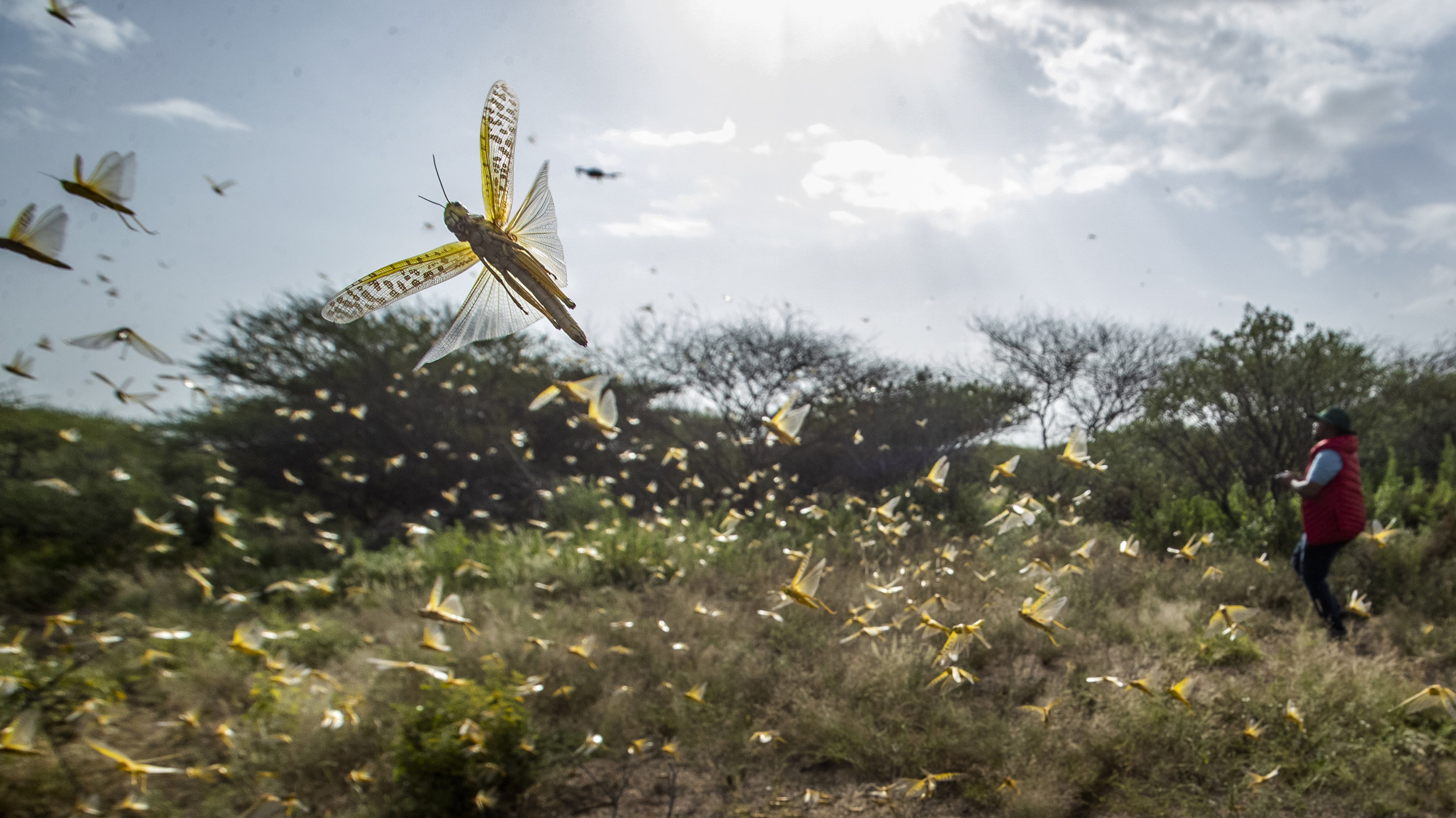 为什么成群的蝗虫在东非肆虐?
