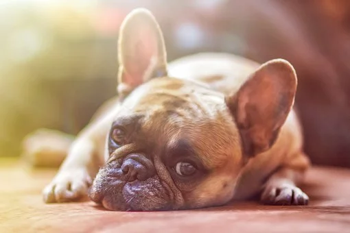 令人心碎的研究表明：为什么你真的不应该对你的狗大叫