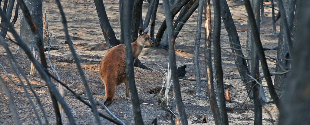 澳大利亚可怕的野火摧毁了五分之一的森林