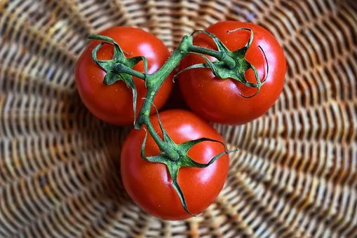 西红柿为什么没有番茄味了？