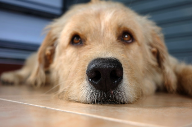 研究发现，狗鼻子里的“红外传感器”可以探测到热量