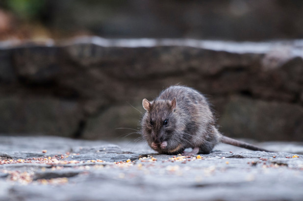 研究发现，纽约啮齿动物进化成与人类鼠类相似的物种