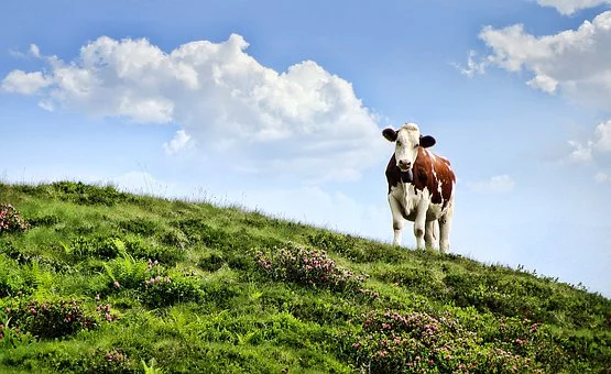 研究揭示乳制品和奶牛放屁对环境的影响