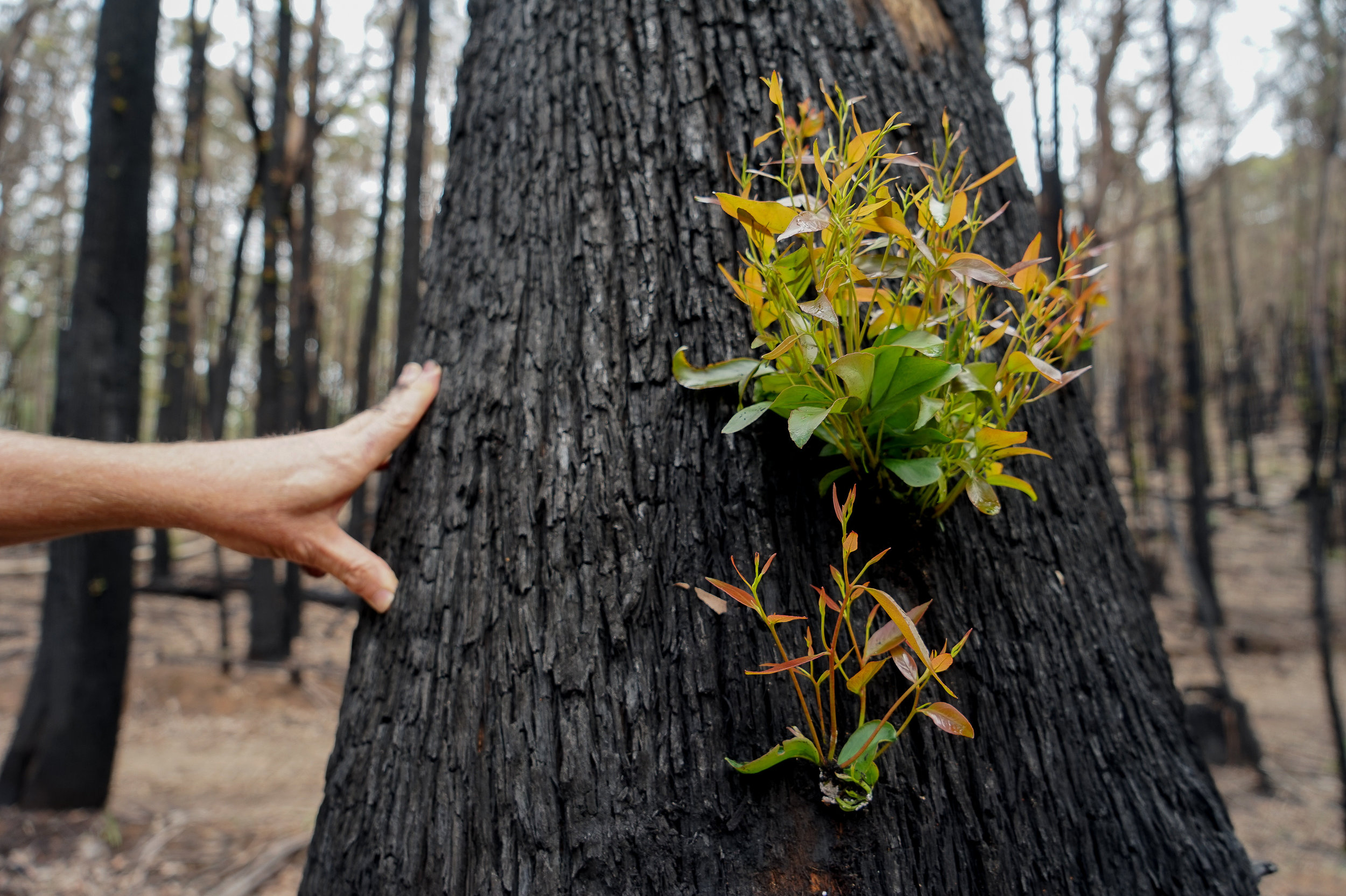 澳大利亚遭受火灾破坏的森林正在恢复