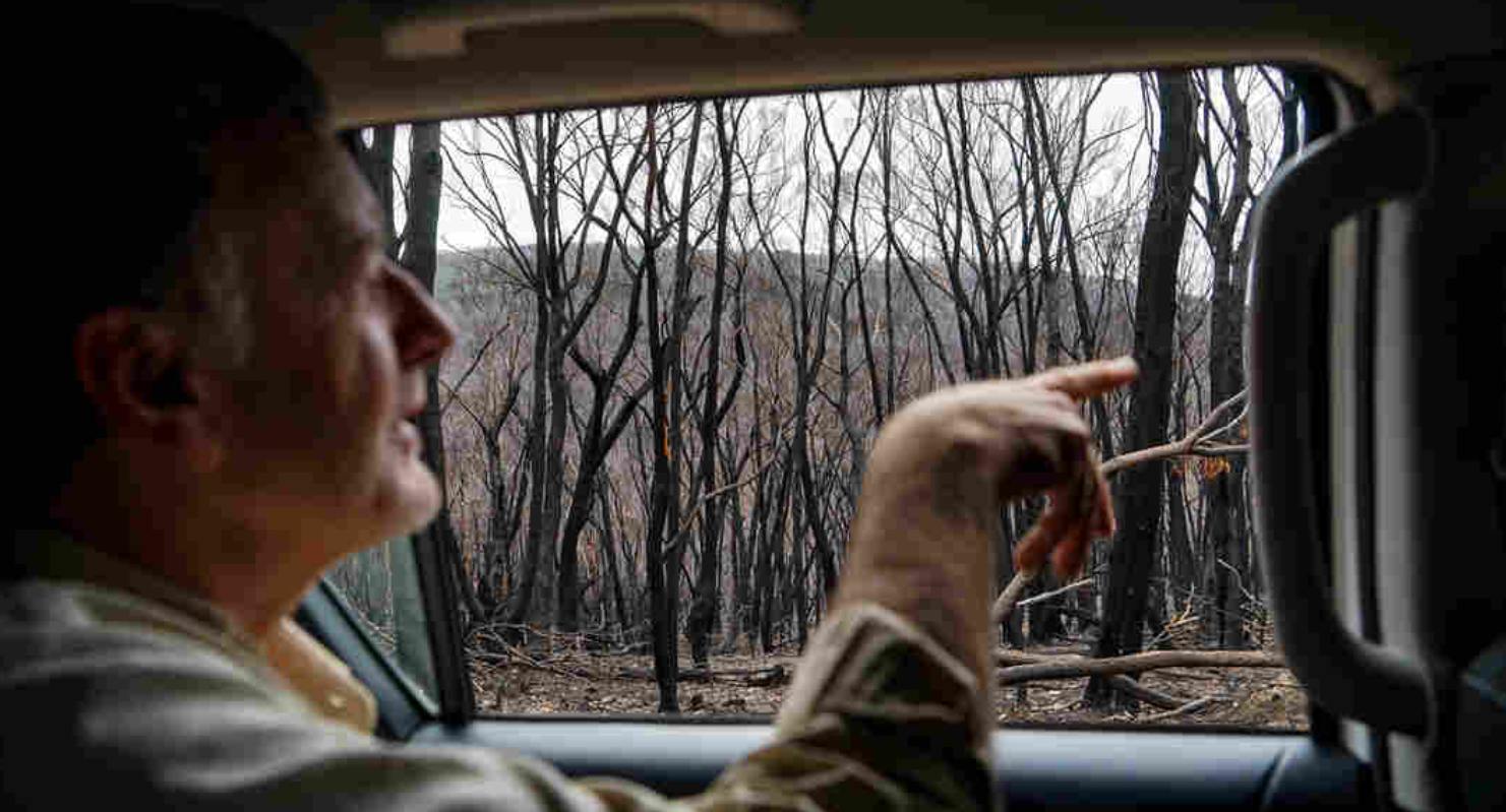 澳大利亚遭受火灾破坏的森林正在恢复