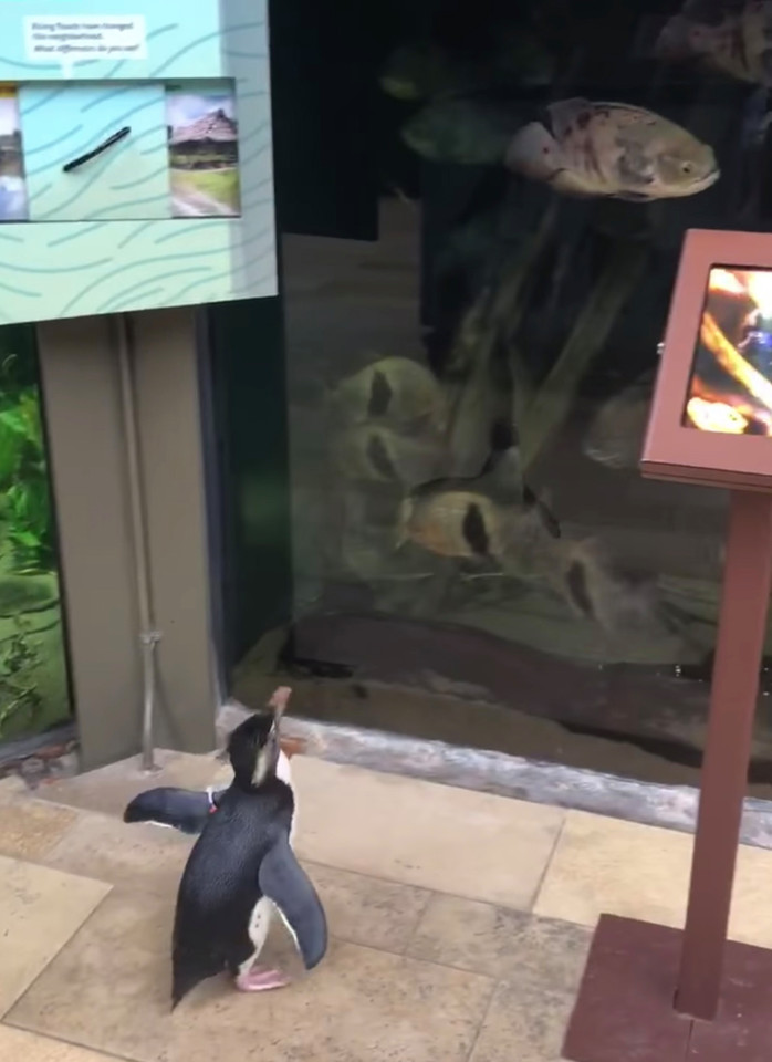 企鹅终于可以在自己的水族馆里当一回游客了