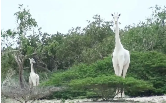 全世界只剩下一只白色长颈鹿了