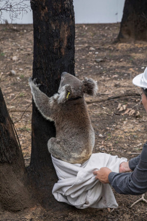 考拉在澳大利亚森林大火后重回野外