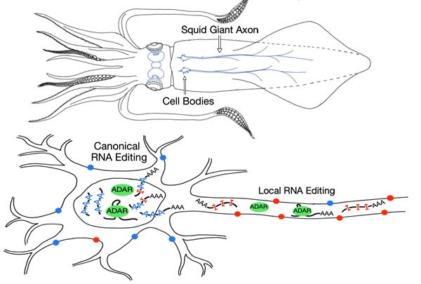 鱿鱼能以前所未有的方式编辑它们的RNA