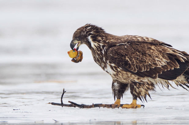 精彩画面：吃橡皮鸭的老鹰