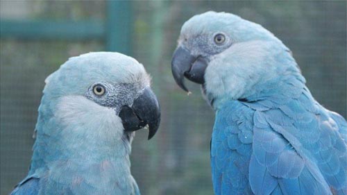 Saving the blue parrots of South America  拯救南美洲的蓝色金刚鹦鹉  Mario Cohn-Haft remembers the sinking feeling he had when he realised the parrot he had come to see would probably not appear before him, ever again.  马里奥·科恩-哈夫特(Mario Cohn-Haft)还记得，当他意识到他带队来看的这种鹦鹉很可能不会出现时，他内心是无比的失落。  He had taken a bird-watching tour to the area where the very last wild Spix’s macaw, a beautiful blue parrot native to the forests of Brazil, was known to show itself. But that tour was the first he had led that couldn’t spot it.  他带了一个赏鸟团来到最后一只野生斯皮克斯金刚鹦鹉(Spix