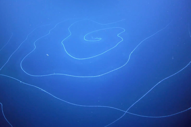 这个深海“巨人”实际上是由数百万个“克隆体”组成的