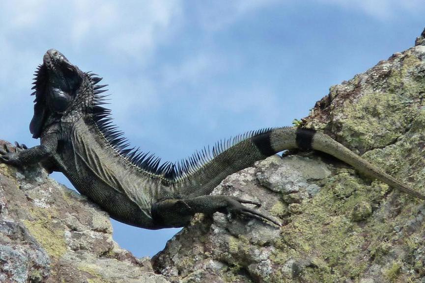 在加勒比海新发现的黑鬣蜥属濒危物种