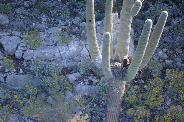 亚利桑那州，首次发现秃鹰在仙人掌上筑巢