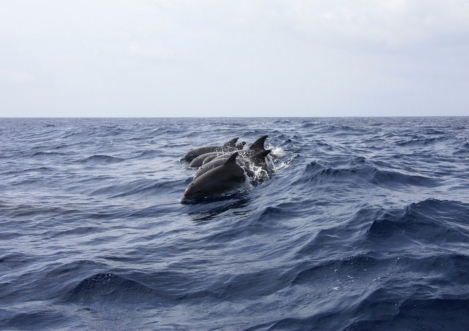 研究人员在澳大利亚海豚身上观察到危险的“搁浅捕食”法