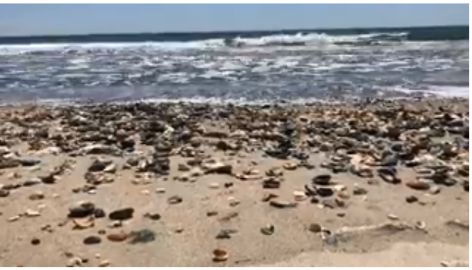 北卡罗莱纳州的海滩上贝壳成堆