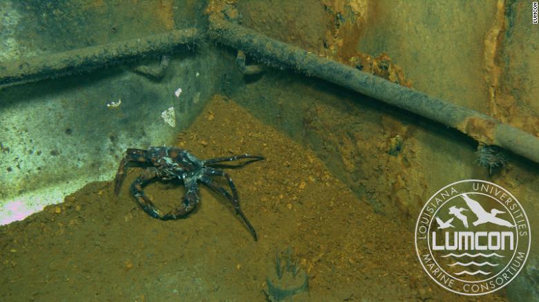 螃蟹和虾成群结队地涌向深水地平线漏油点，这使它们生病了