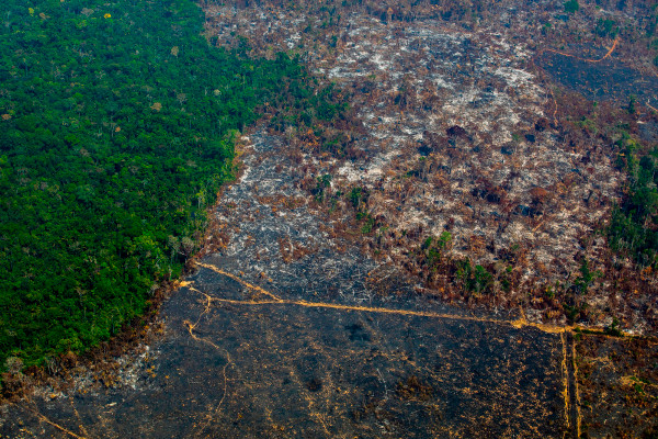 在冠状病毒封锁期间，亚马逊雨林“以创纪录的速度被破坏”