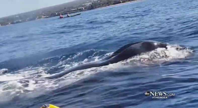 关于露脊鲸的保护诉讼可能会持续数月