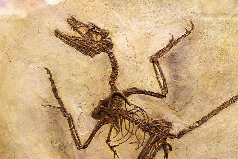 科学家刚刚发现了1.25亿年前的恐龙头皮屑