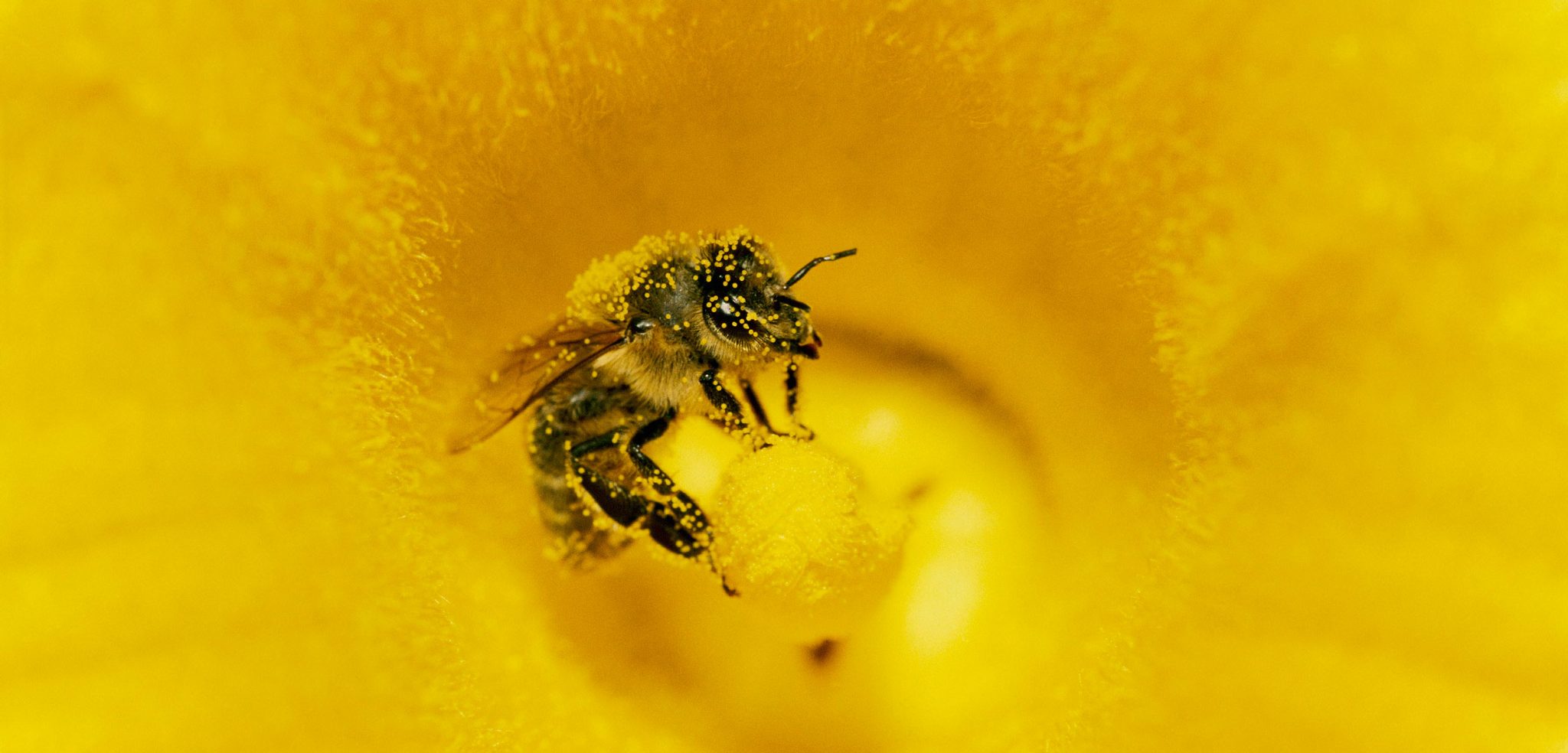 对蜜蜂有害的东西也可能对海洋生物有害