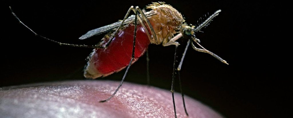 一种似乎能阻止蚊子传播疟疾的微生物被发现了