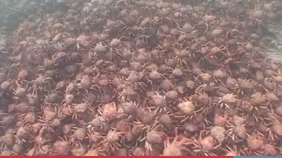 “年度入侵”：数以千计的蜘蛛蟹正在攻占澳大利亚海岸