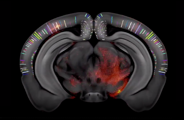 科学家绘制了整个老鼠大脑的地图，结果令人着迷