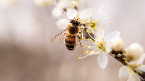 蜜蜂濒临死亡，我们能做些什么呢?