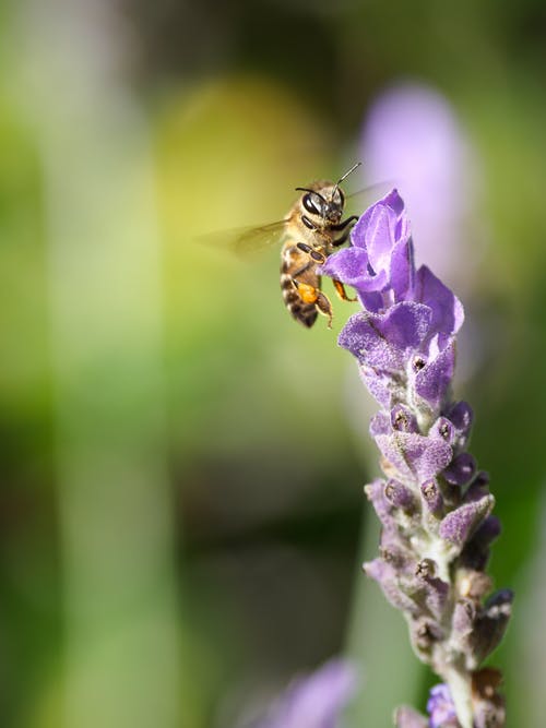 蜜蜂濒临死亡，我们能做些什么呢?