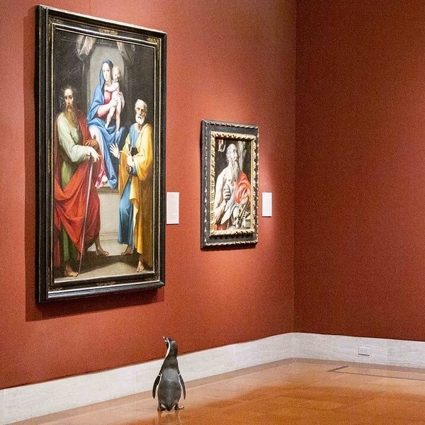 密苏里企鹅在当地博物馆享受“艺术之晨”