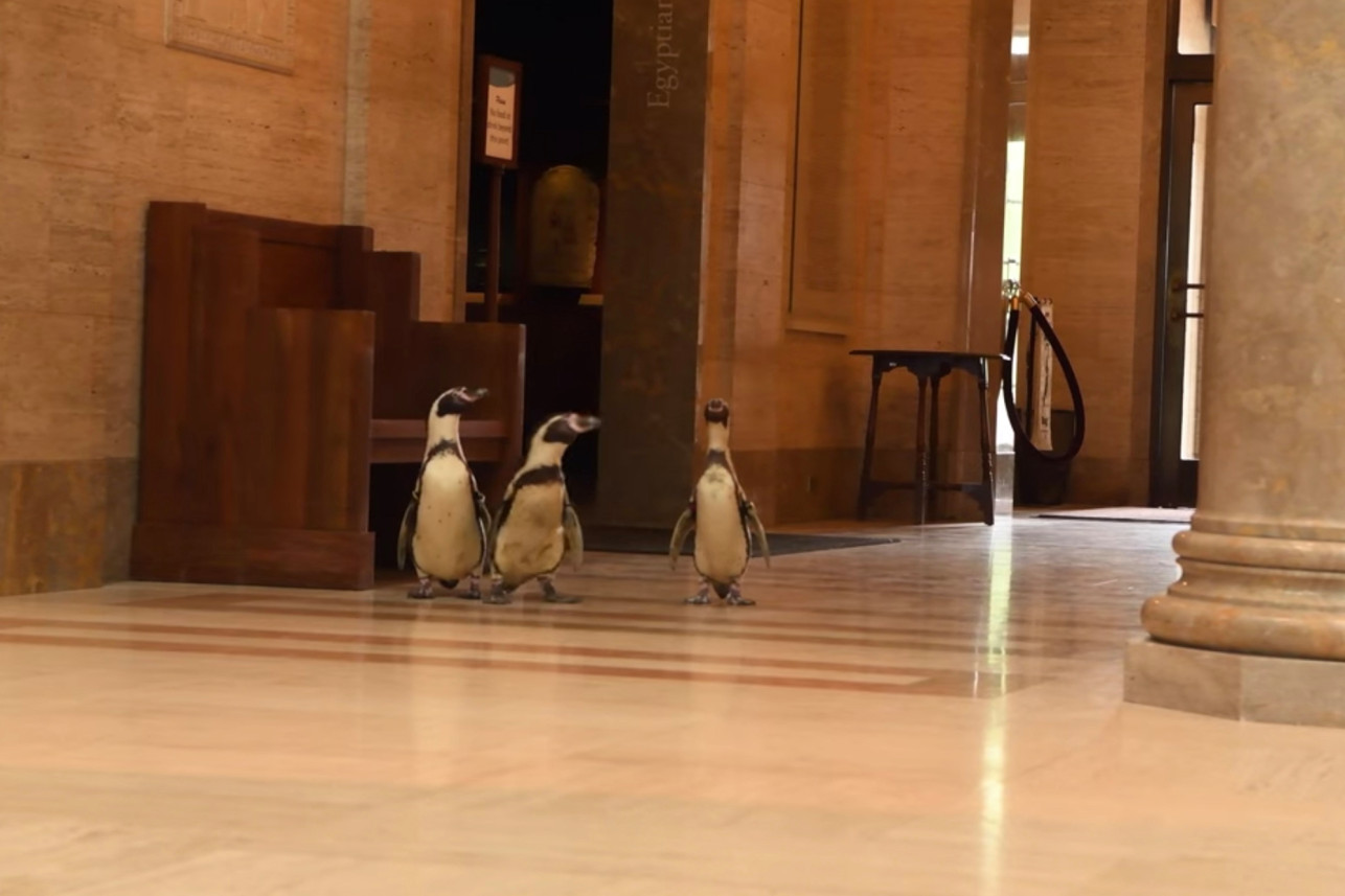 在动物园实地考察期间，企鹅在艺术博物馆里摇摇摆摆地欣赏着