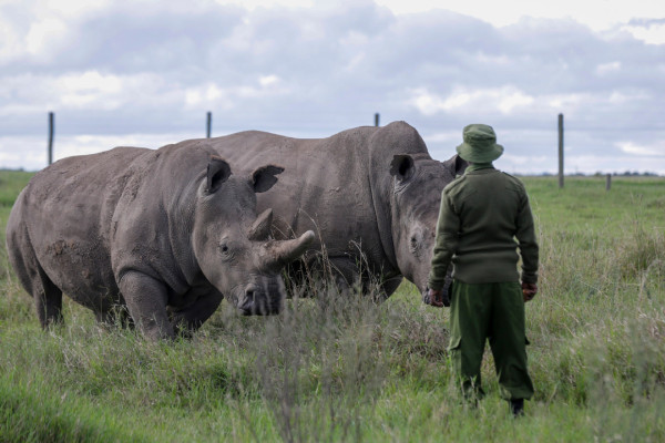 随着旅游业的枯竭，非洲濒危野生动物面临危险