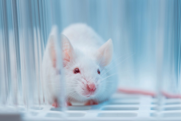 科学家将一只老鼠基因改造成4%的人类