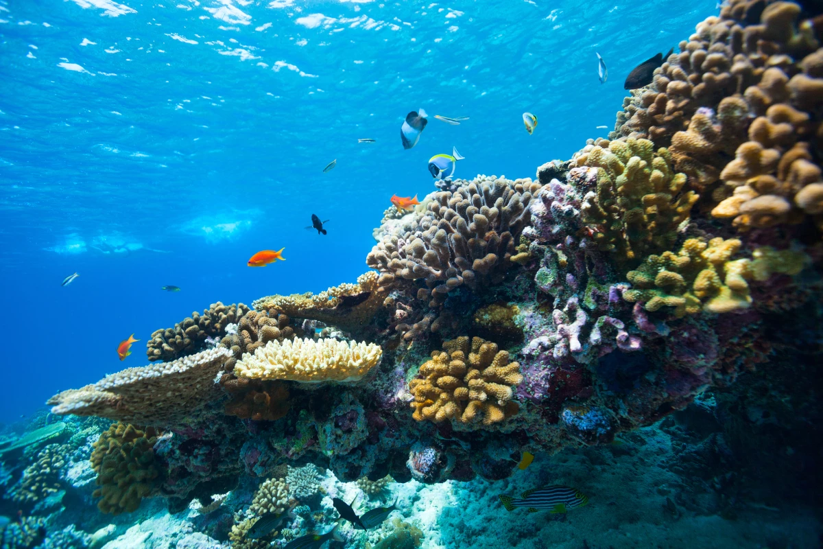 色彩斑斓的珊瑚，可能正在召唤重要的藻类返回家园