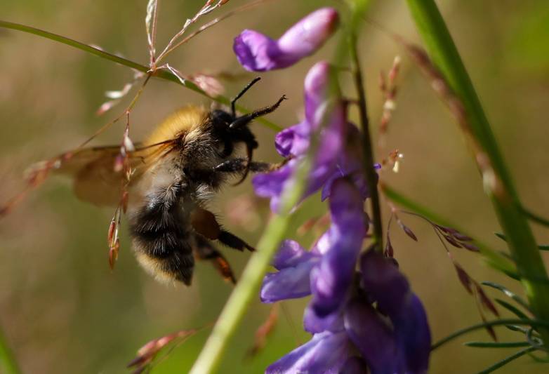 大黄蜂能诱使植物提早开花