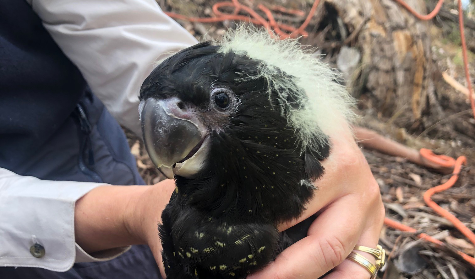 黑凤头鹦鹉幼雏在烧毁的栖息地中孵化