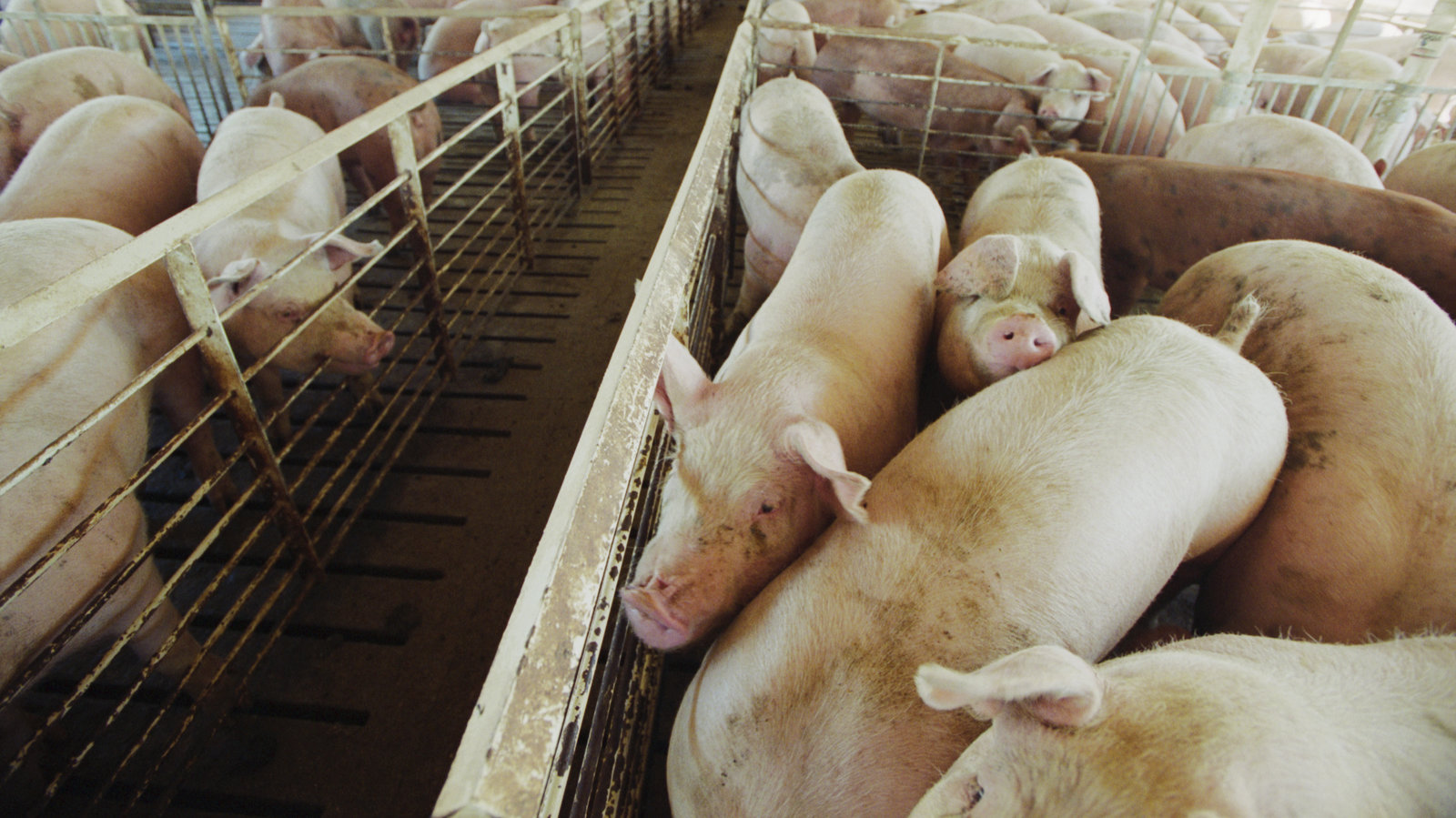 农民们想办法挽救数百万头猪免于被屠宰
