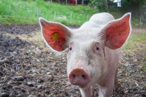 农民们想办法挽救数百万头猪免于被屠宰