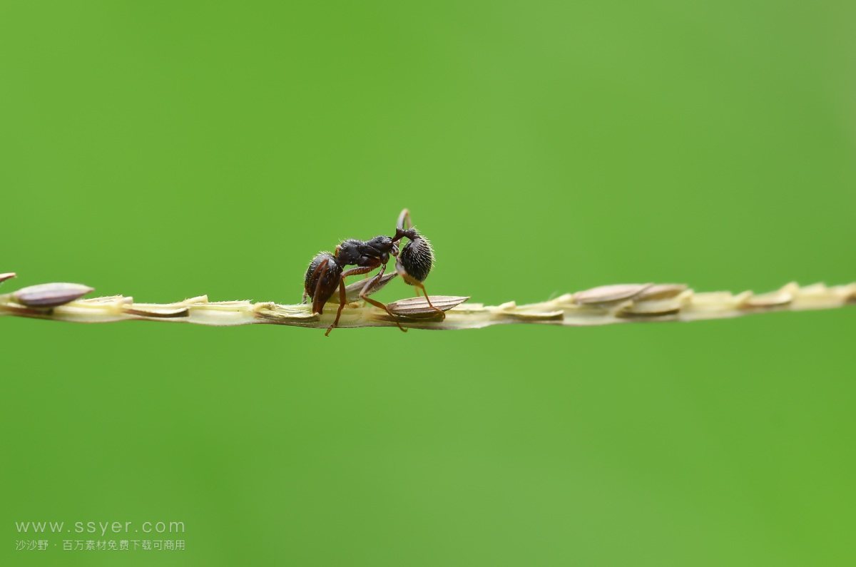 龙虾和蚂蚁能教会我们什么是社交距离