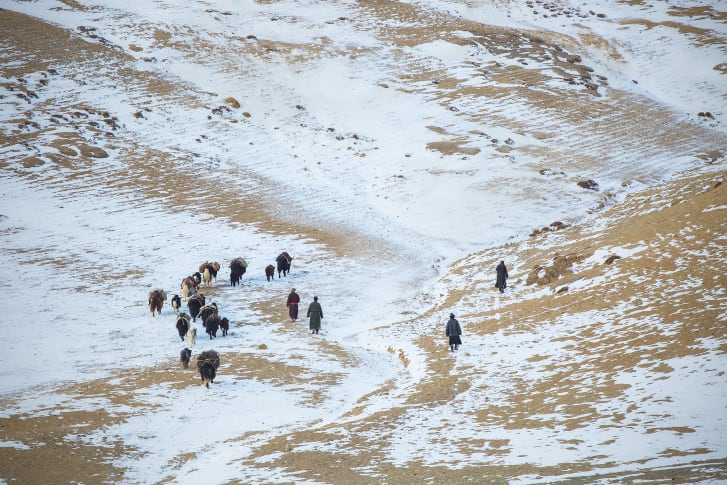 牧羊人在与气候变化作斗争