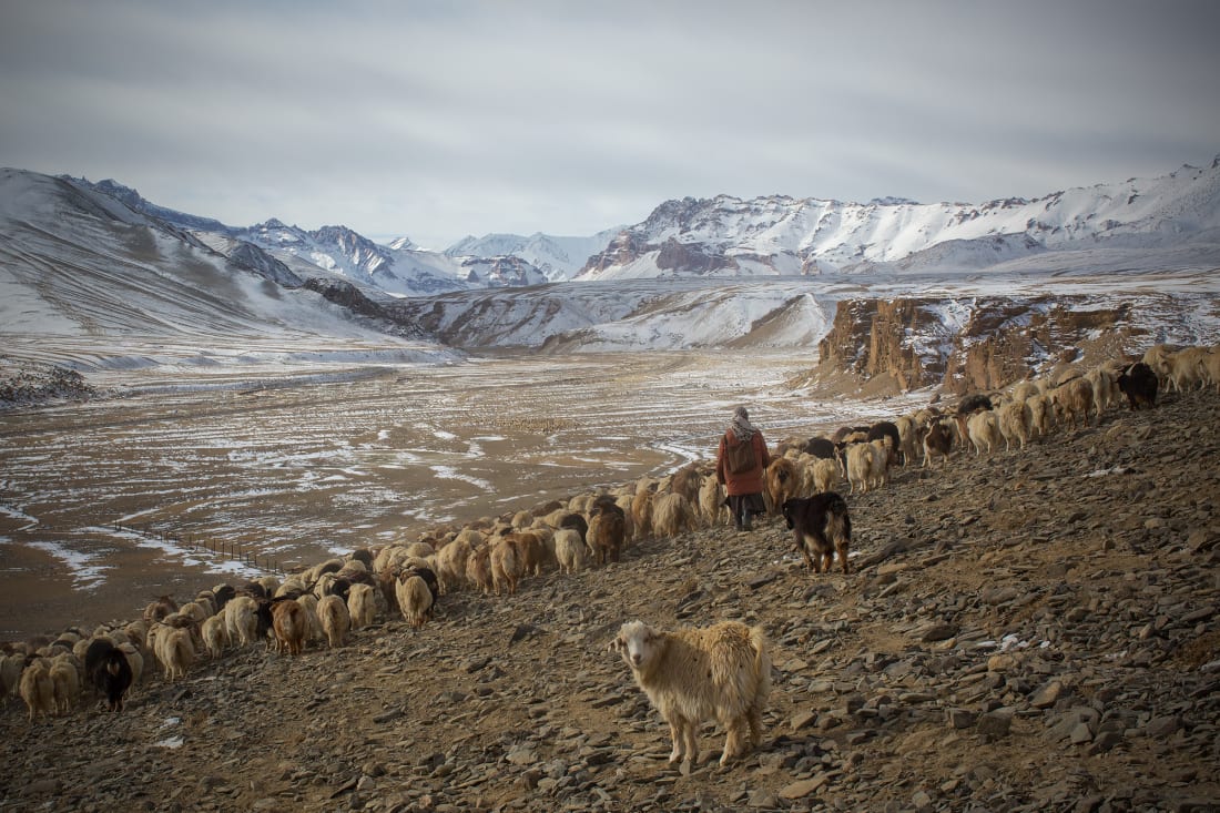 牧羊人在与气候变化作斗争