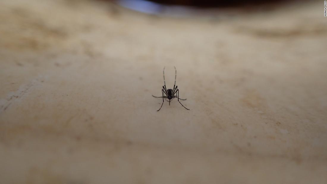 蚊子是如何进化到被人类吸引的，这对未来意味着什么