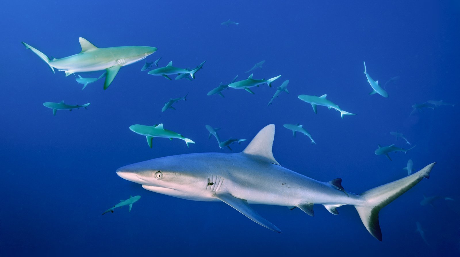 Shark Week: A Photographer Swims Among Sharks | Time