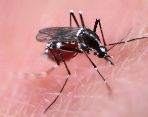 佛罗里达群岛获准释放7.5亿只转基因蚊子