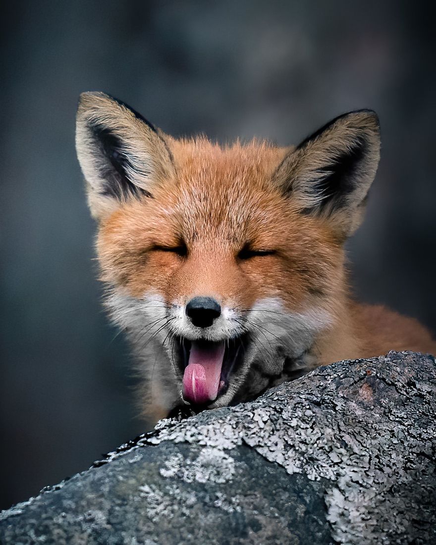 红狐真实图片