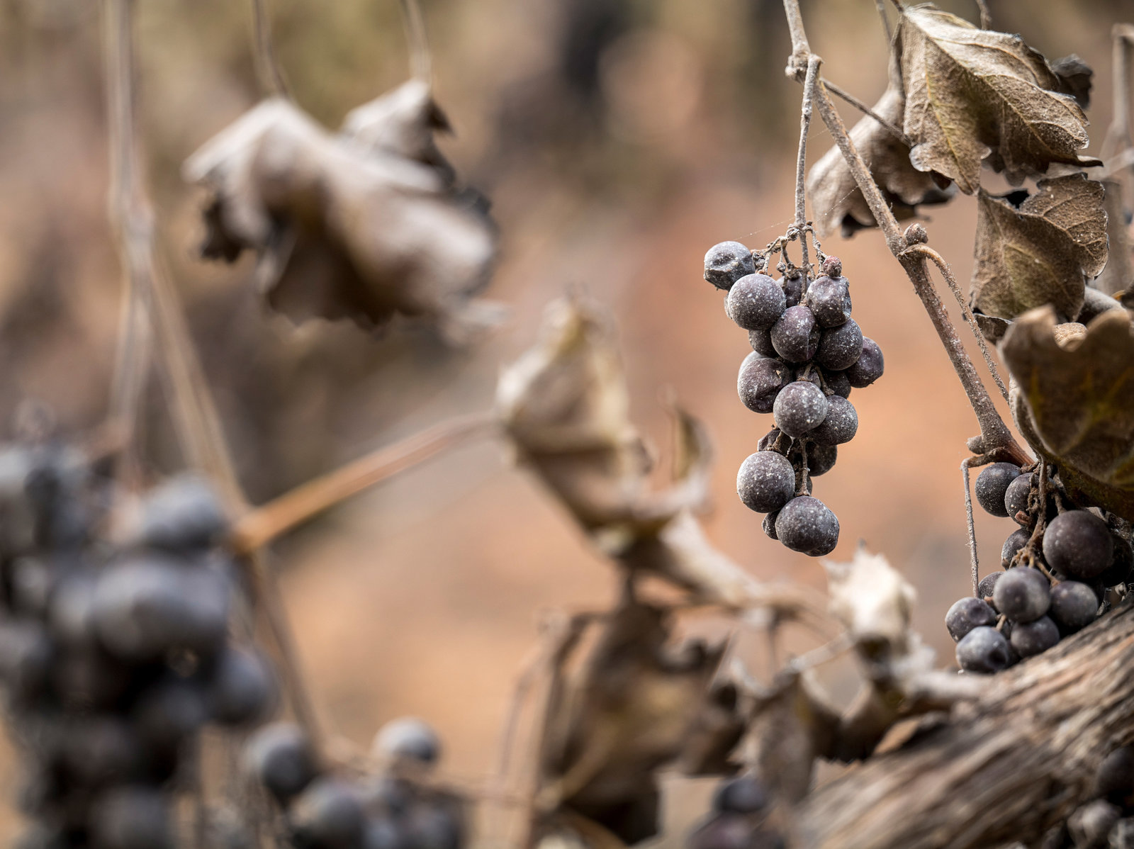 “史无前例”的野火季节威胁着加州的葡萄酒产区