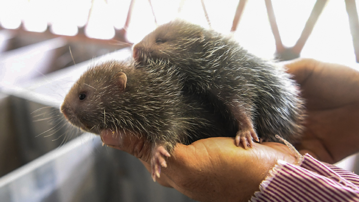 竹鼠、果子狸…45种野生动物年底前停止养殖