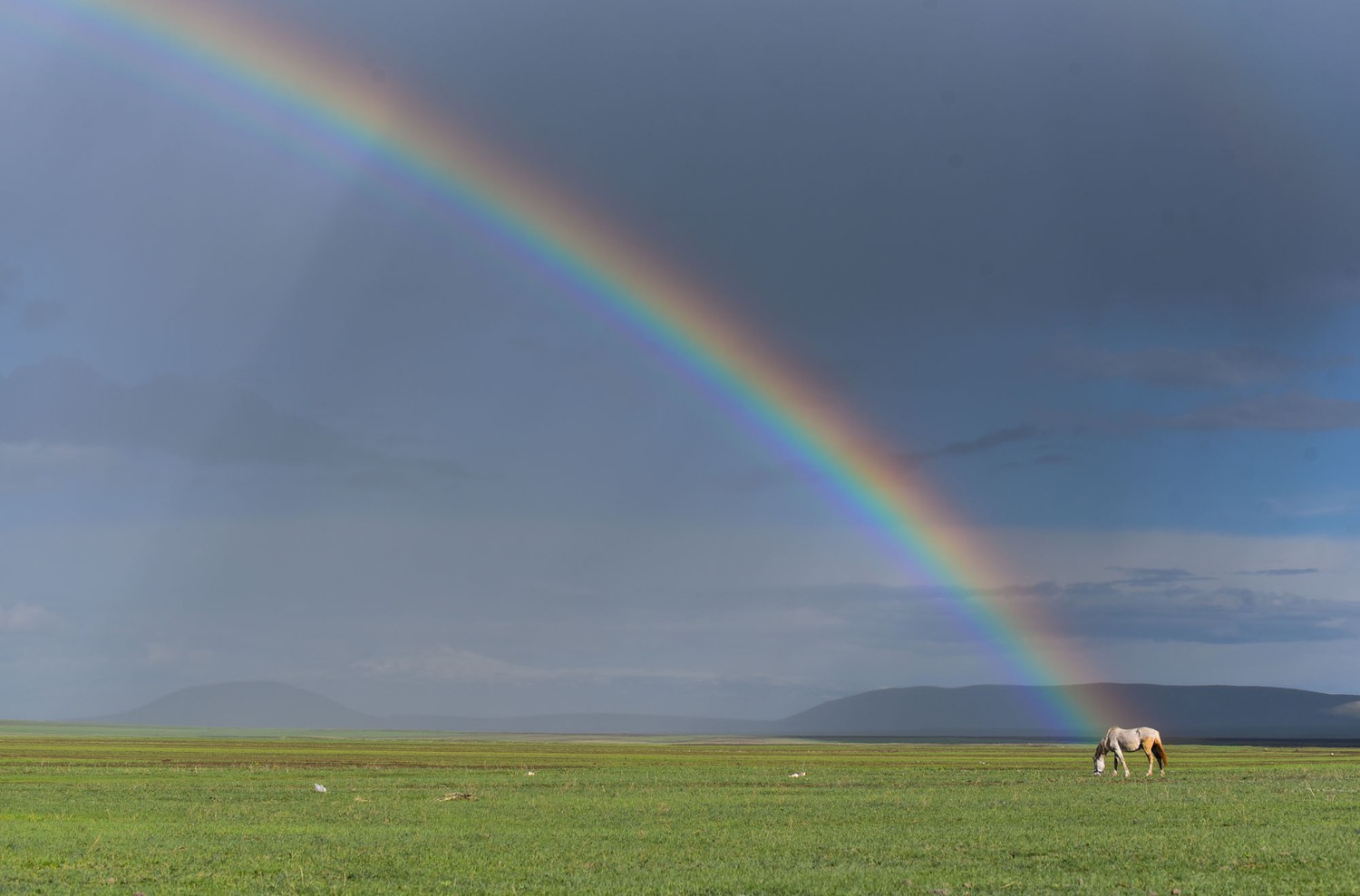 A single horse grazes in a wide, flat, field, with a rainbow in the sky behind it.