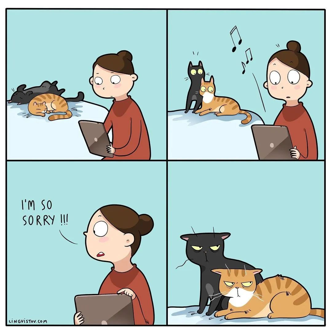 猫
